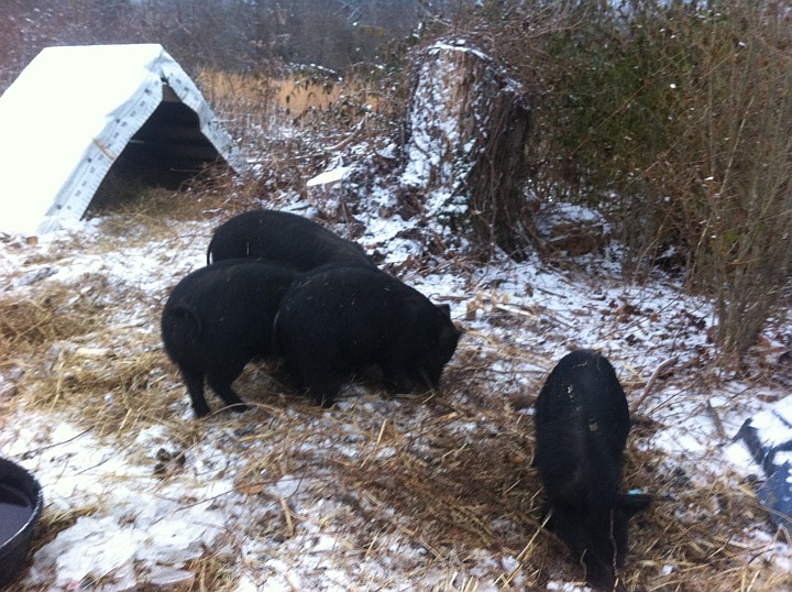 Our American Guinea Hogs