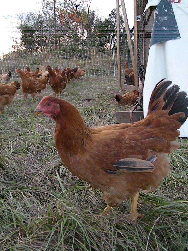Freedom Fanger chicken on pasture